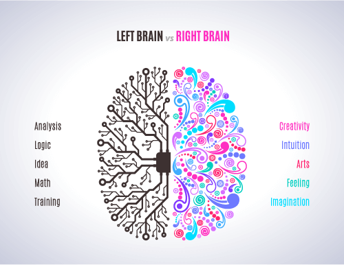 compare and cuntrast two sides of the brain to each other.