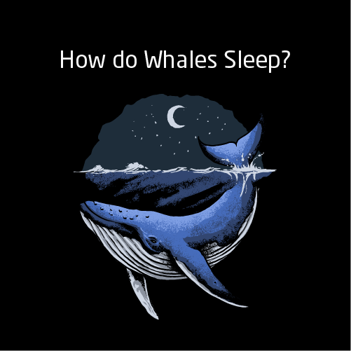 An illustration of a whale sleeping during the night.