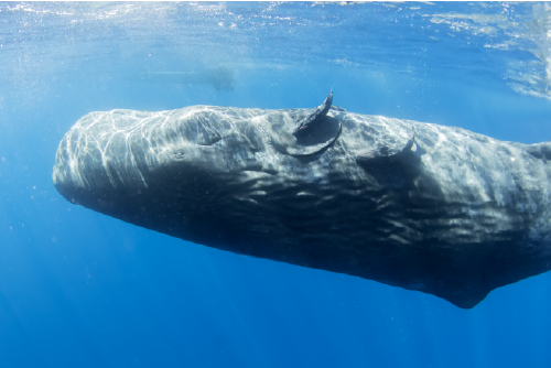 How do Whales Sleep?