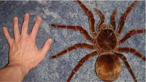 There is a hand and a spider comparing to each other spider is bigger than a man hand