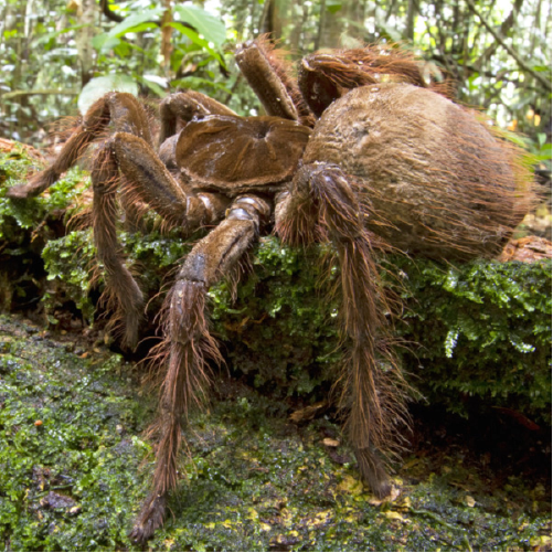 A big brown spider in the jungle in the green aria