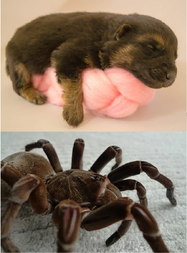 There is a puppy and spider comparing to each other  the spider is as same size as puppy     